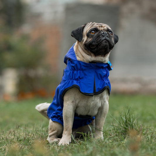 Impermeable RAINPROOF azul eléctrico