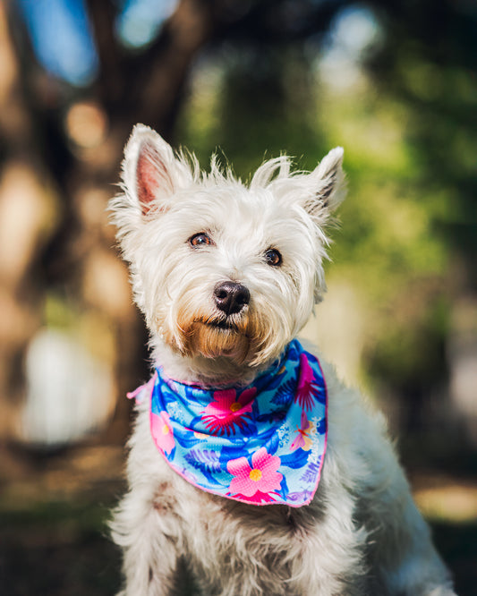 Bandana refrescante UV 50+ floral flutter