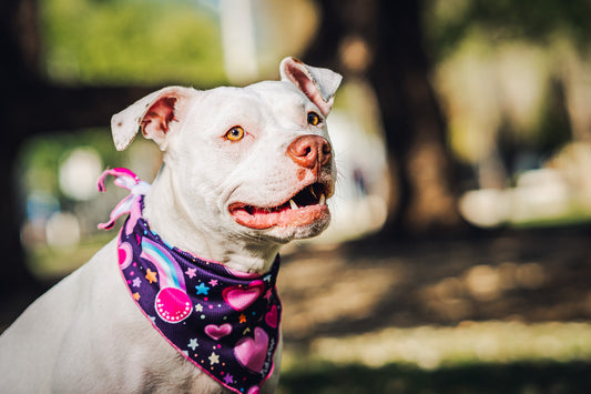 Bandana refrescante UV 50+ Rainbow love