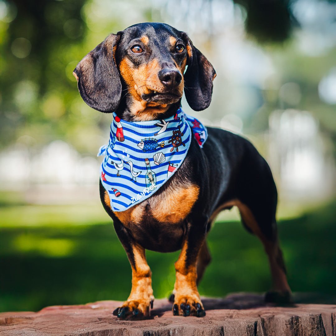 Bandana refrescante UV 50+ navy melody