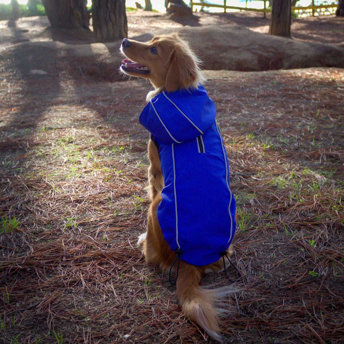 Impermeable RAINPROOF azul eléctrico