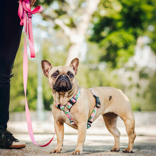 Arnés en H modelo island infusion