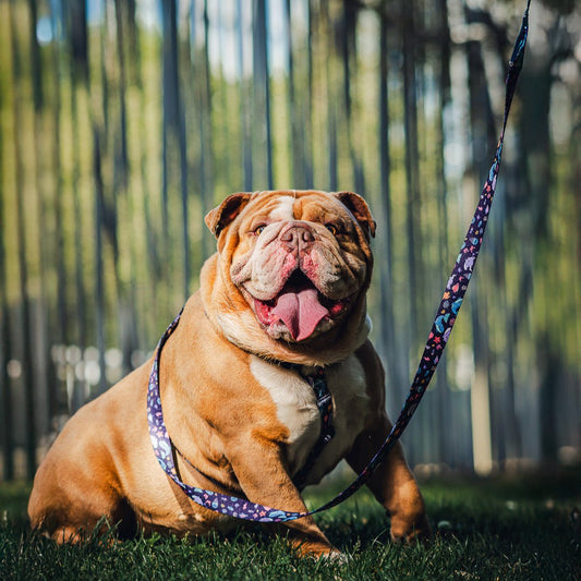 Arnés en H modelo marine magic