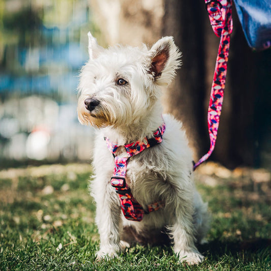 Arnés en H modelo pink nature