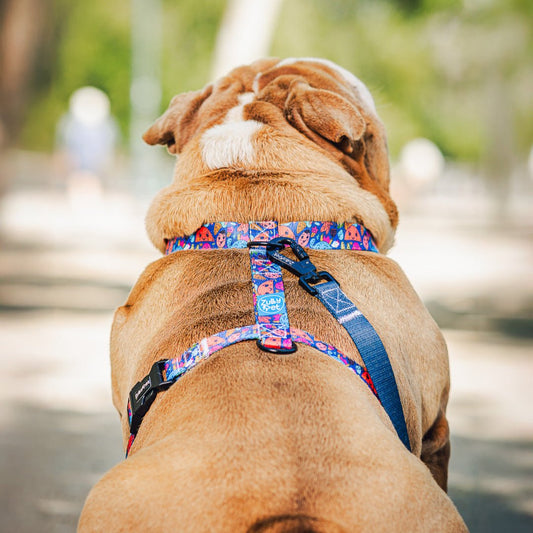 Arnés en H modelo playfull chaos