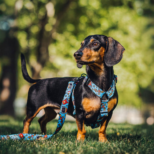 Arnés en H modelo ufos and rockets party