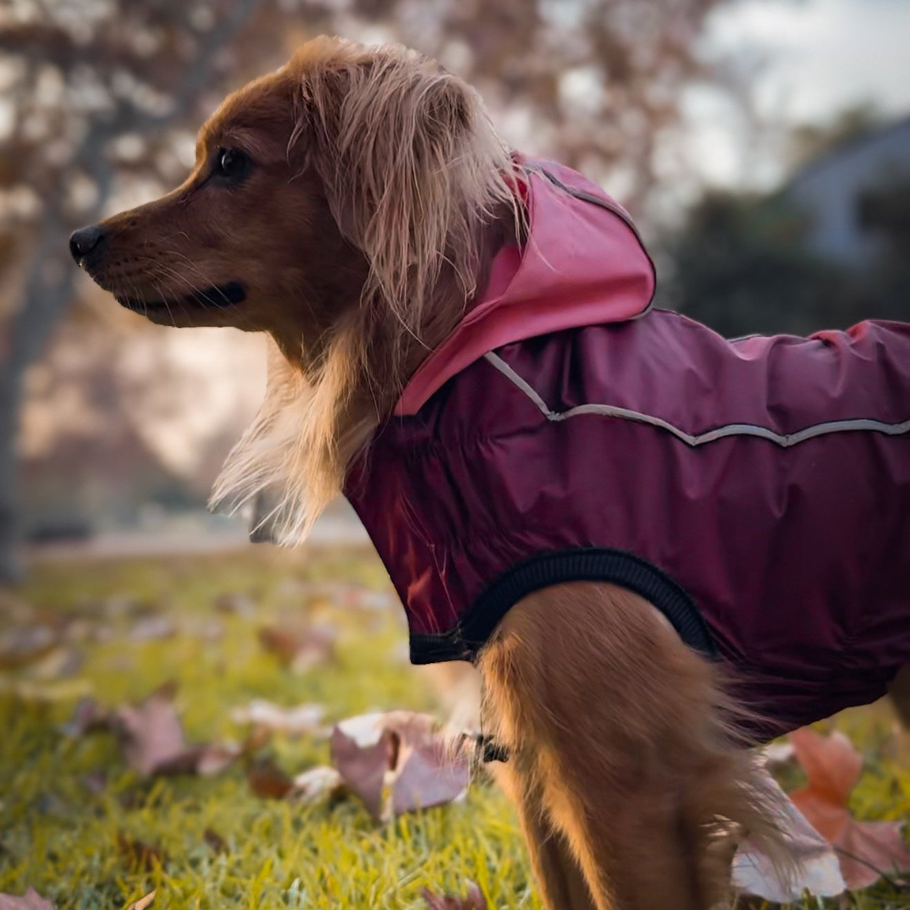 Impermeable RAINPROOF instinto (burdeo/rosa o beige)