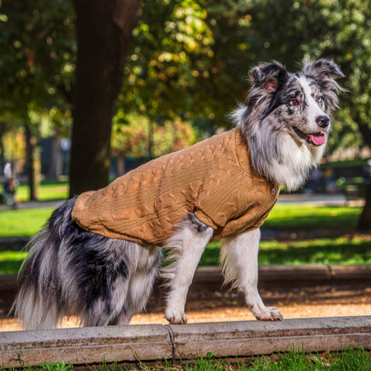 Sweater camel